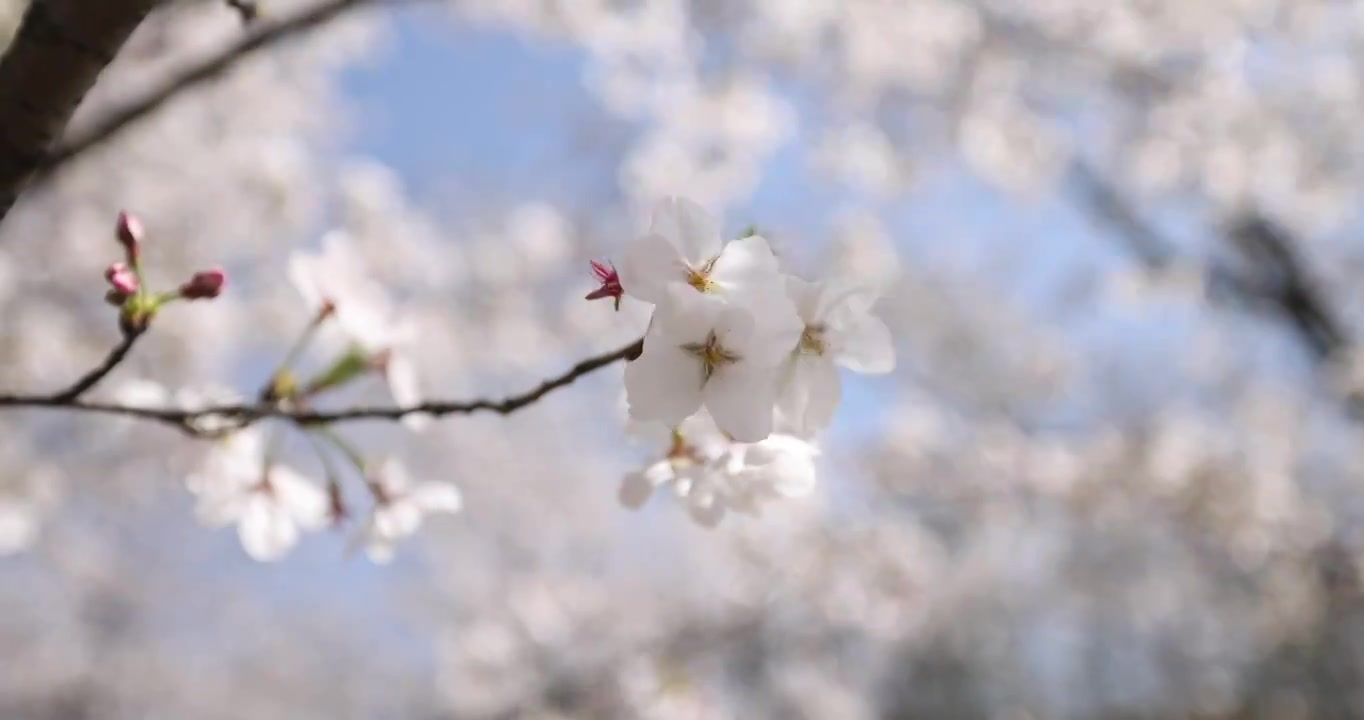 樱花盛开特写镜头4K视频素材