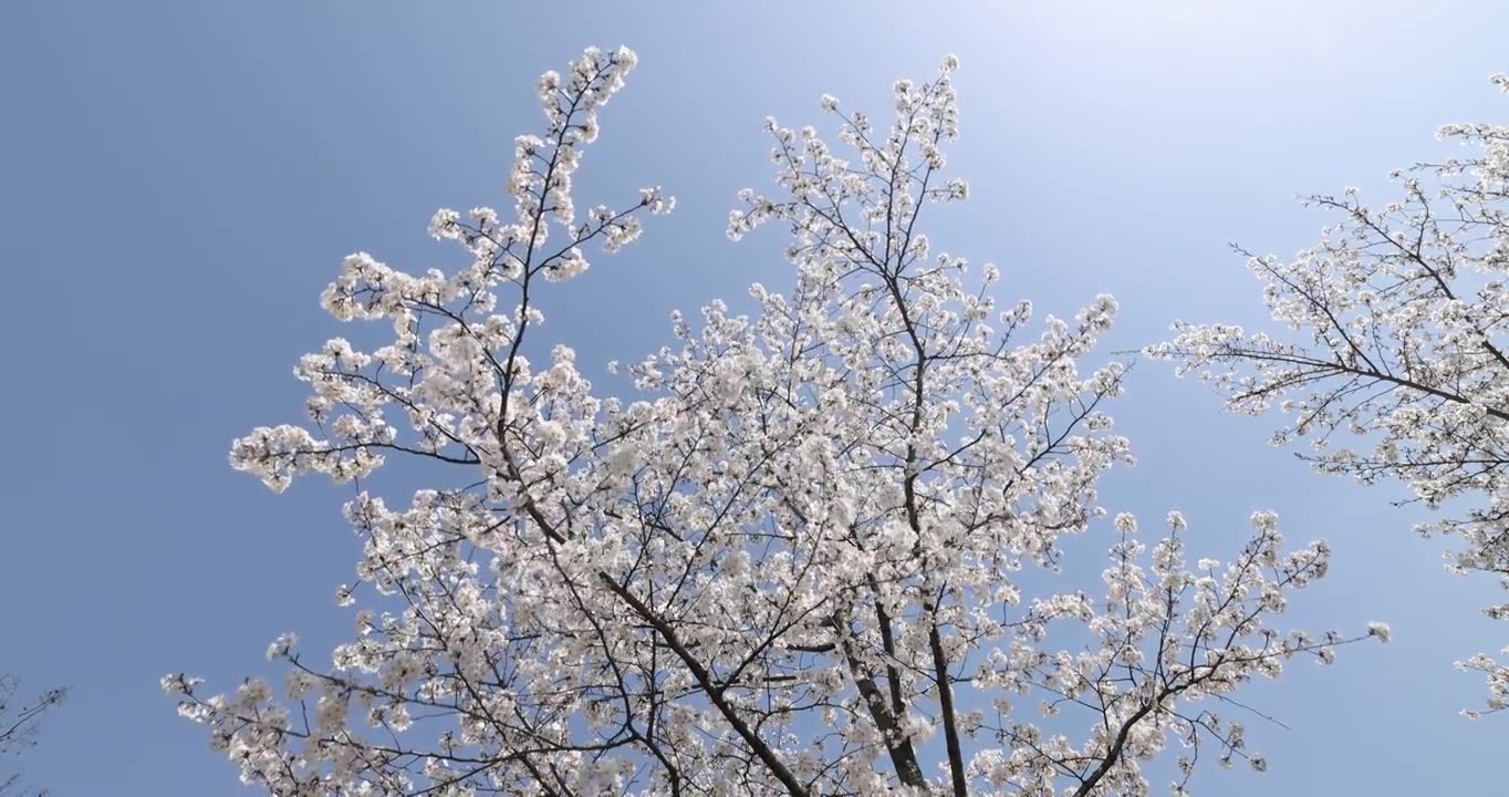 阳光照射下的樱花树4K视频下载