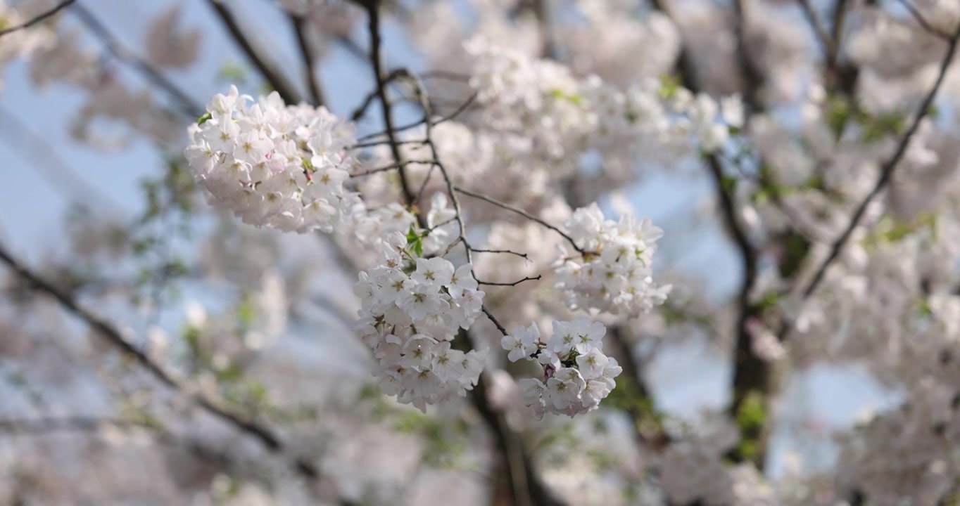 樱花盛开特写镜头4K视频素材