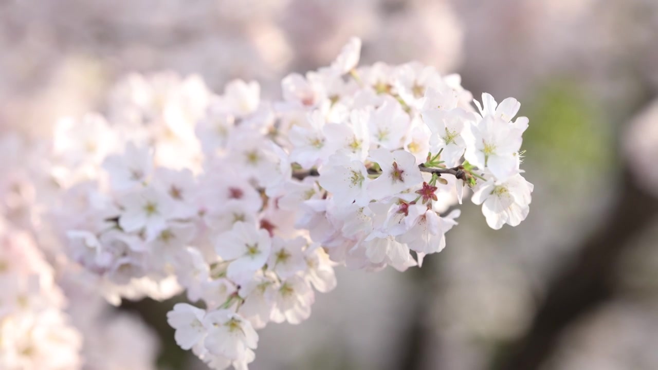 樱花盛开特写镜头8K视频素材