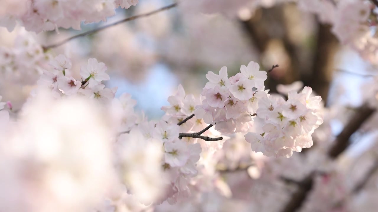 樱花盛开特写镜头8K视频素材