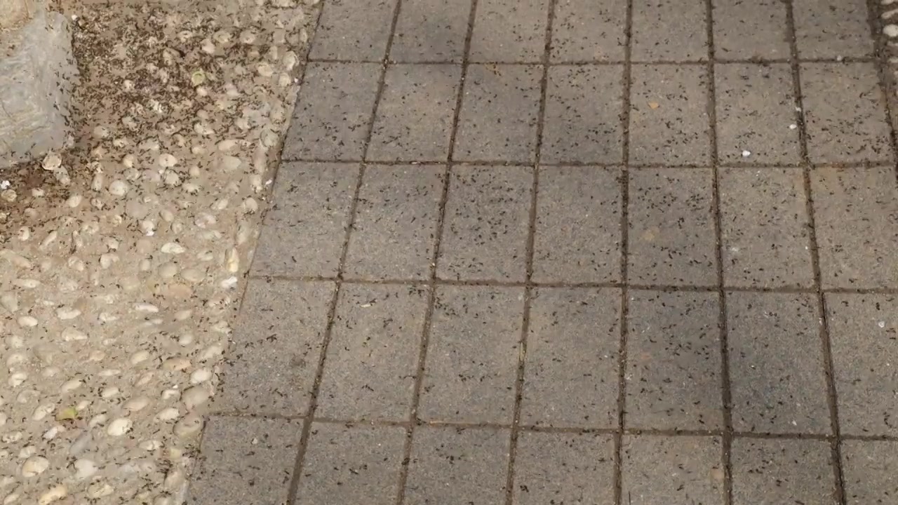 忙碌的蚂蚁在石板路上快速地行走视频素材