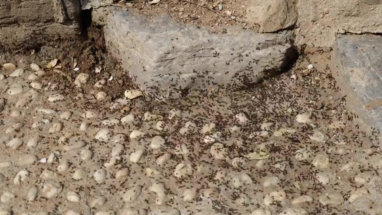 鹅卵石地面上密密麻麻的蚂蚁正在工作视频素材