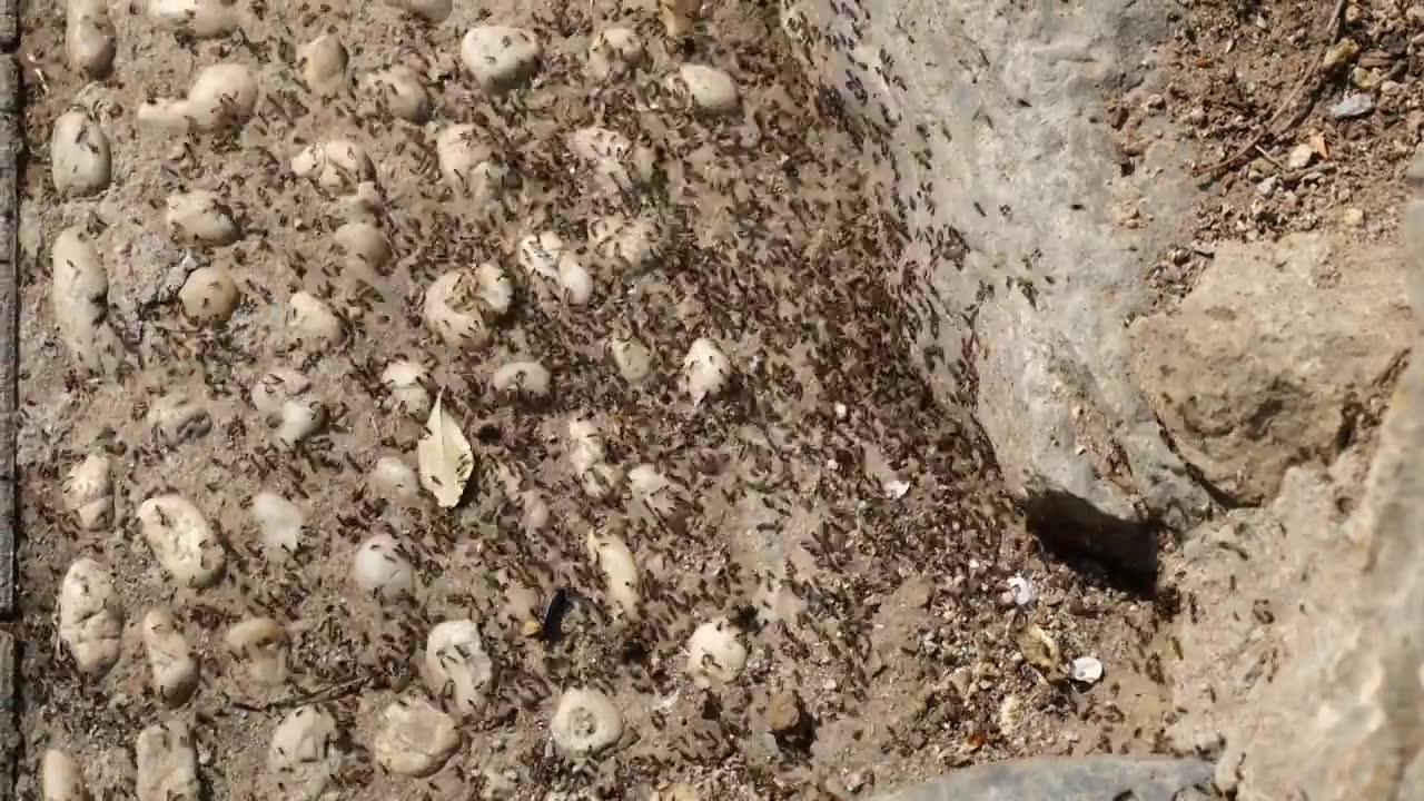 鹅卵石地面上密密麻麻的蚂蚁正在工作视频下载