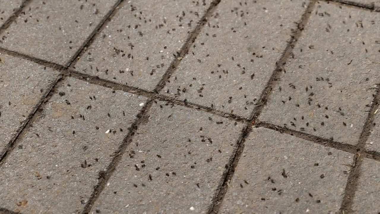 忙碌的蚂蚁在石板路上快速地行走视频下载