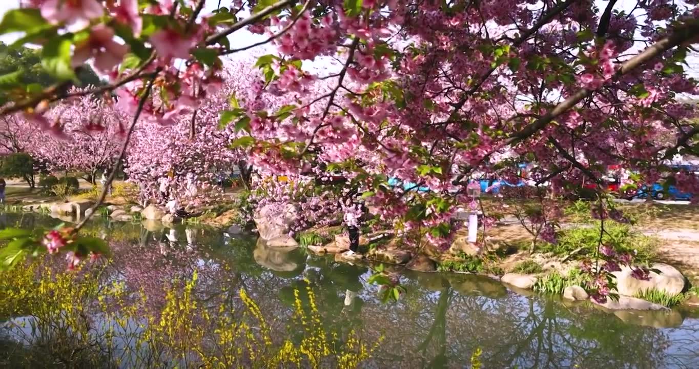 江苏省无锡市鼋头渚太湖风景区樱花盛开视频素材