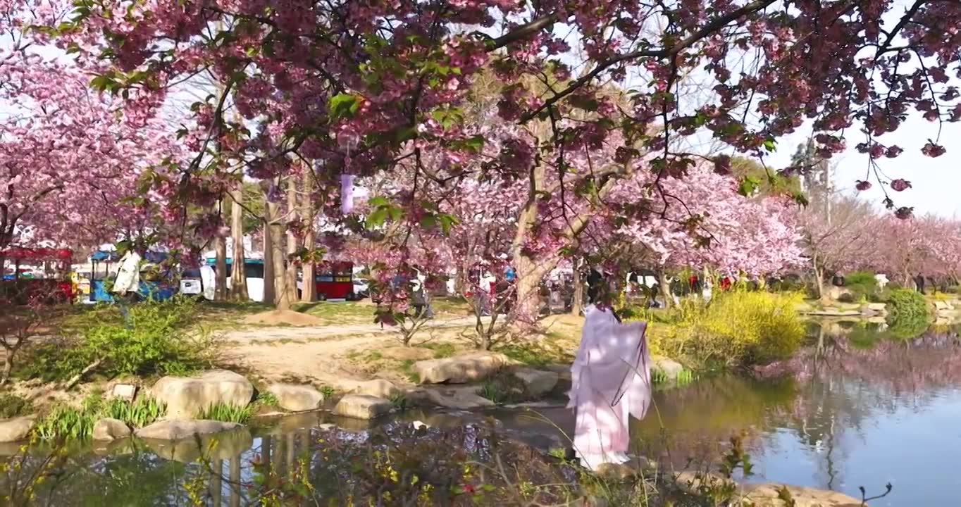 江苏省无锡市鼋头渚太湖风景区樱花盛开视频素材