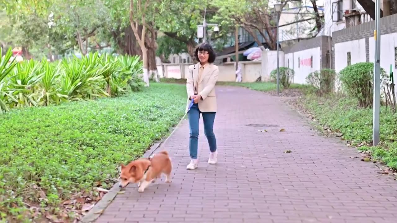 女人牵着一只柯基狗视频下载