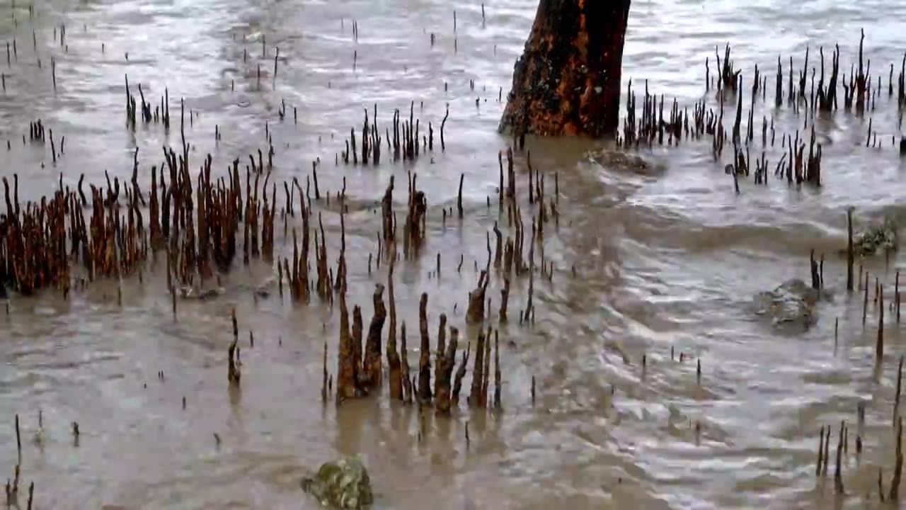 深圳红树林湿地公园视频素材