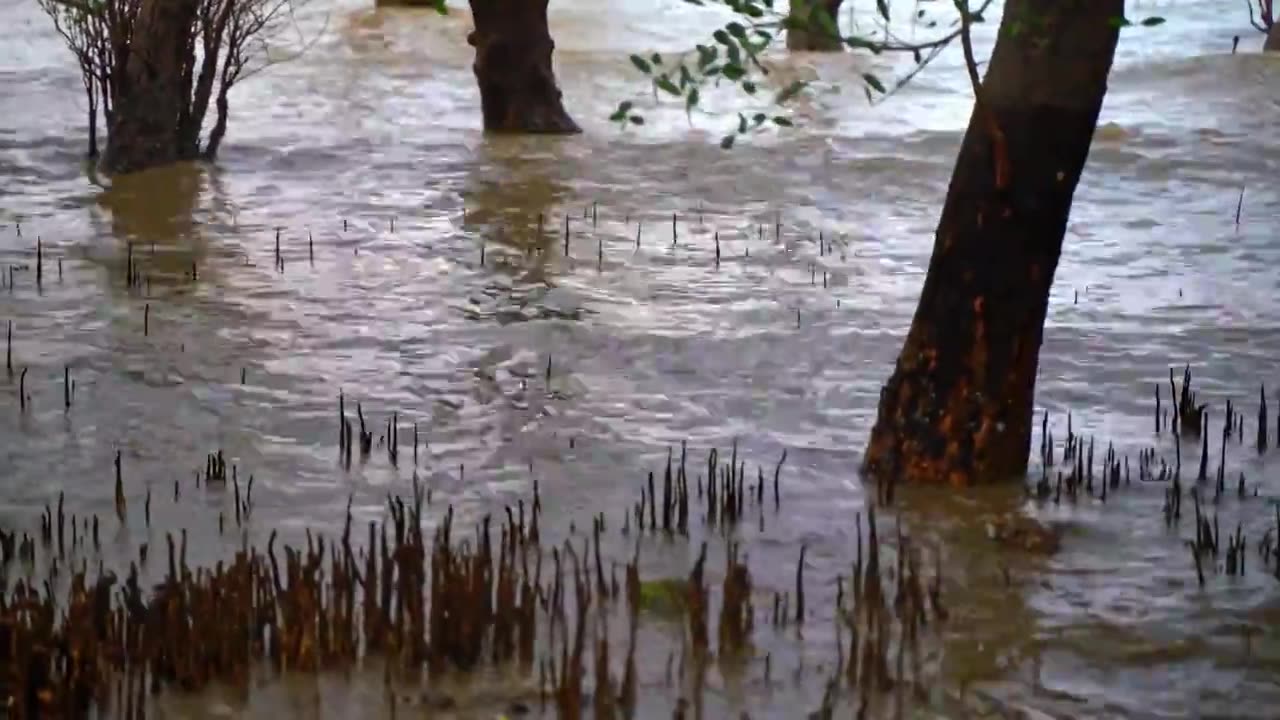 深圳红树林湿地公园视频素材