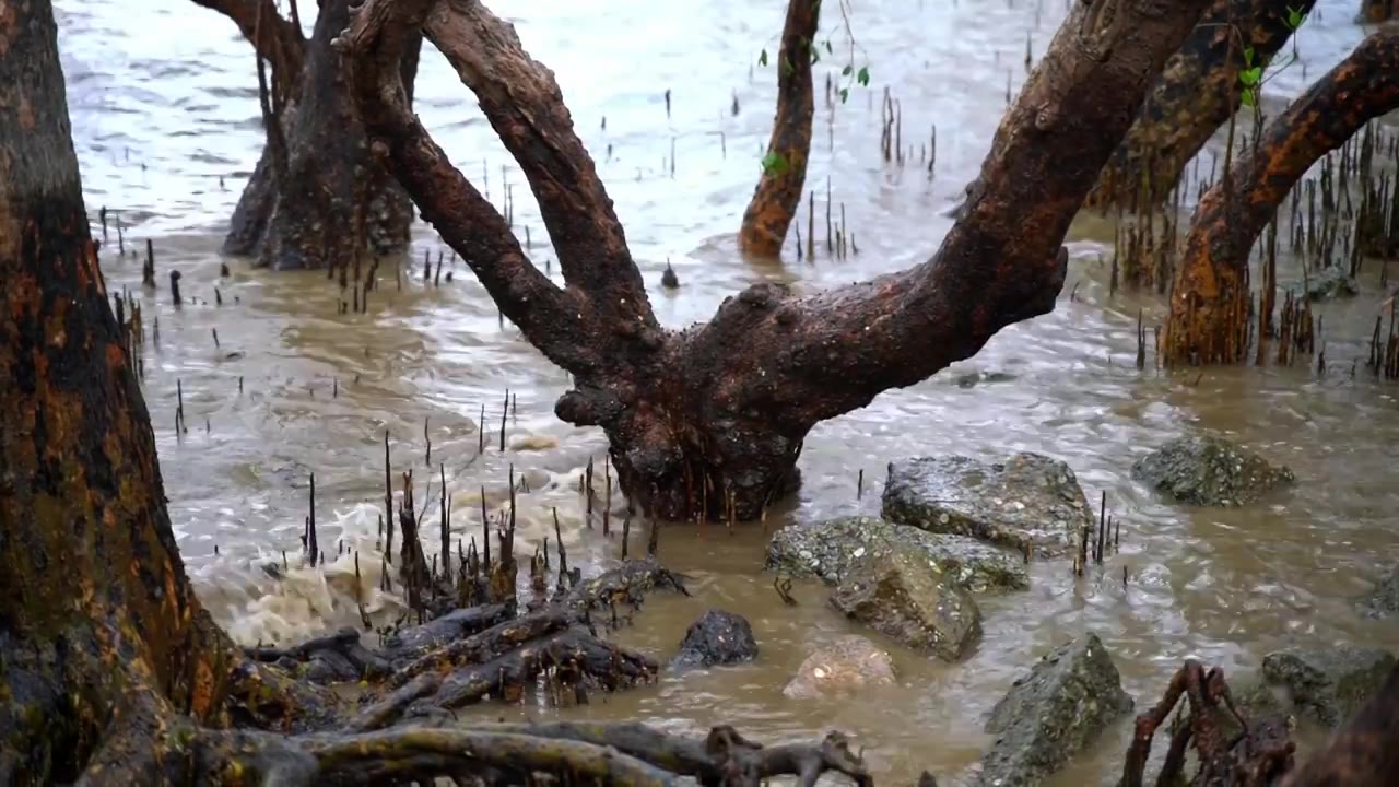 深圳红树林湿地公园视频下载