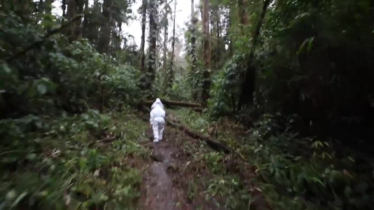 原始森林穿越视频下载