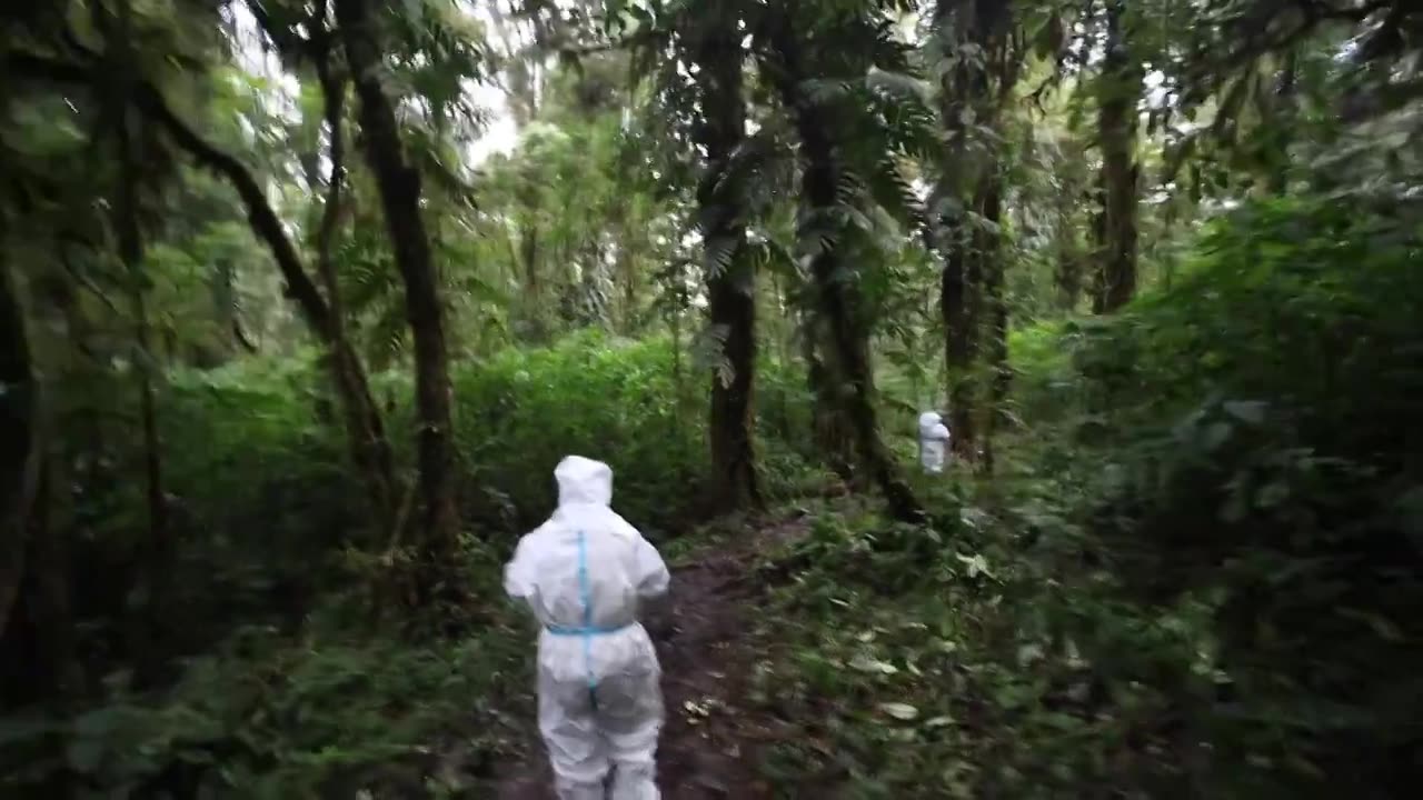 原始森林穿越视频下载