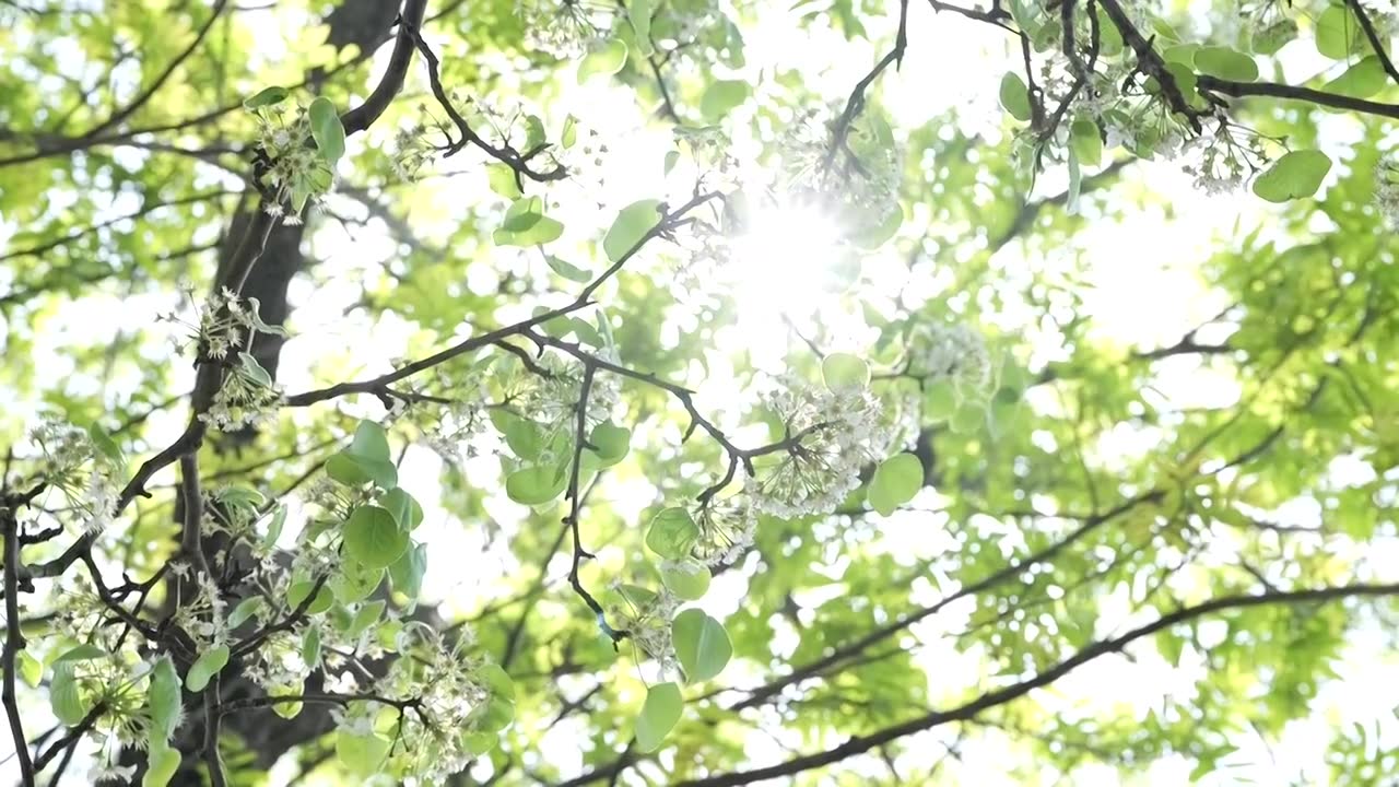 阳光树荫光影树叶逆光视频下载