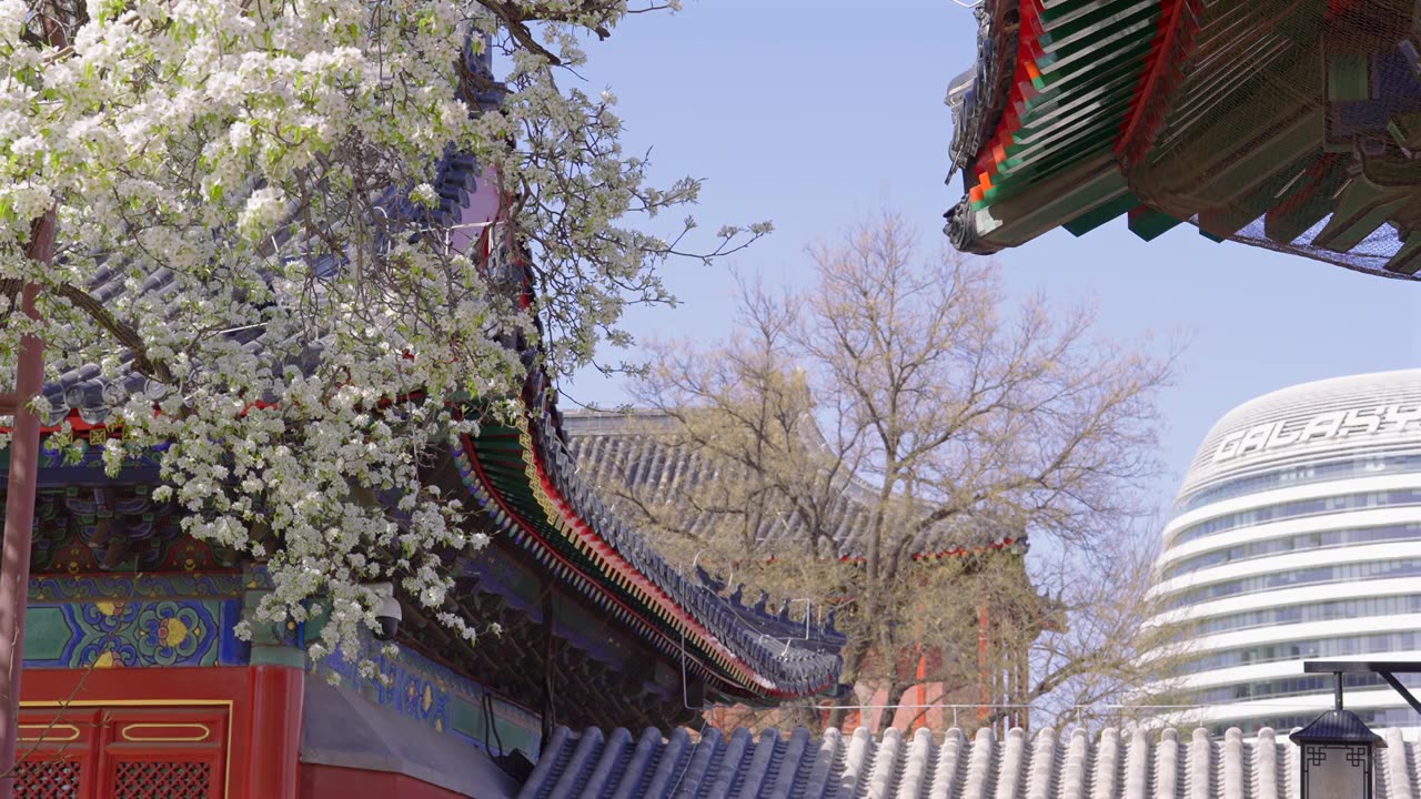 北京智化寺春天梨树梨花 古建筑与现代建筑古今同框视频下载