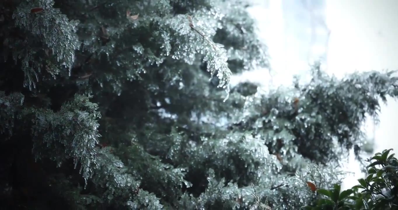 冻雨后的杉树、结冰的杉树、结冰、下雪、冰晶视频素材