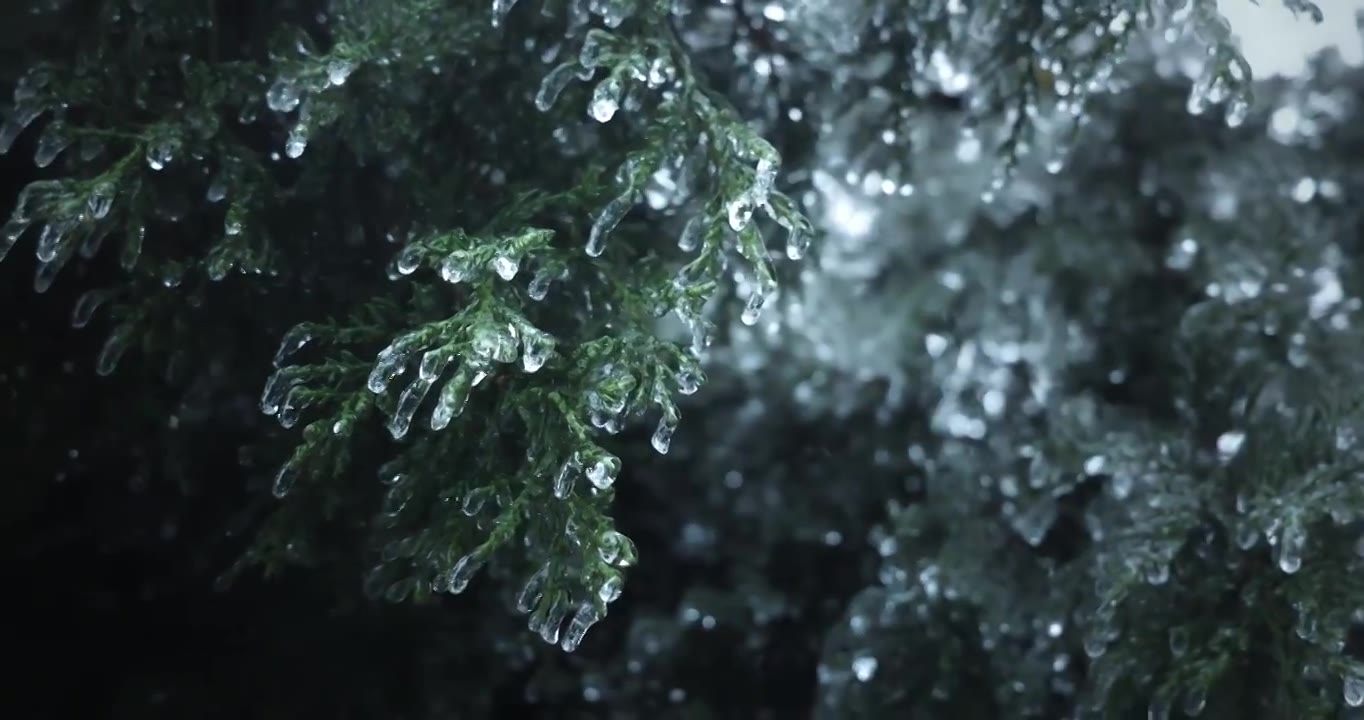 冻雨后的杉树、结冰的杉树、结冰、下雪、冰晶视频下载