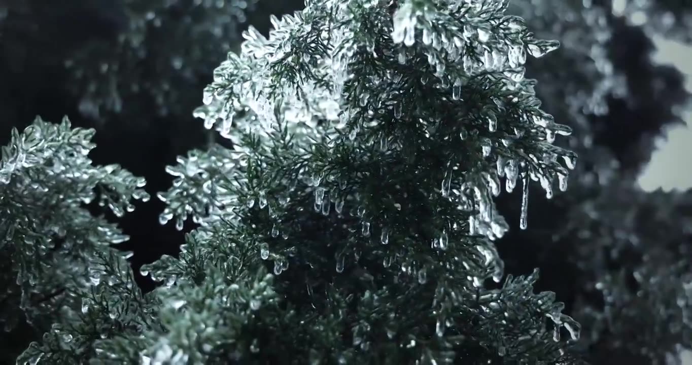 冻雨后的杉树、结冰的杉树、结冰、下雪、冰晶视频下载