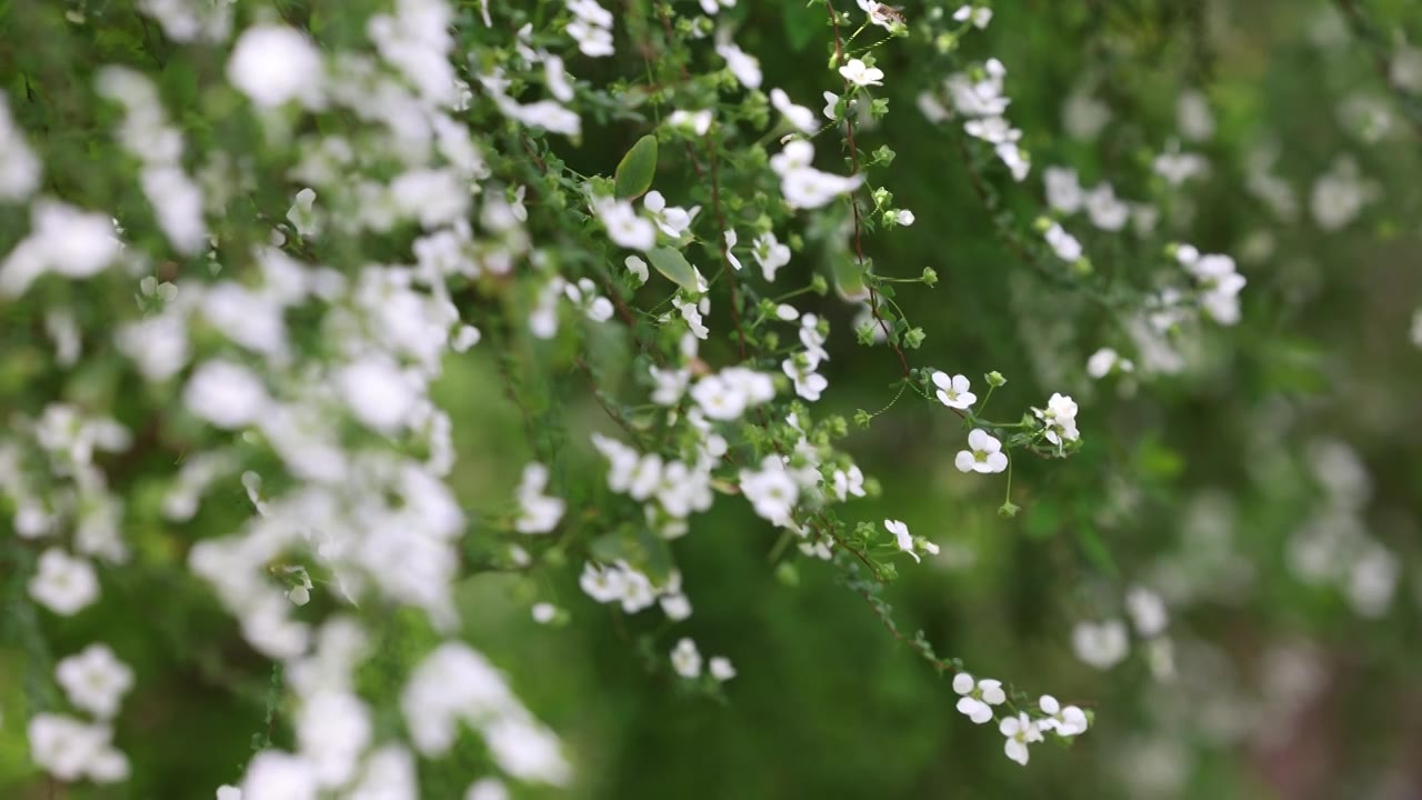 花园里白色的小花8K视频下载