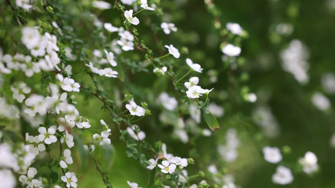 花园里白色的小花8K视频下载