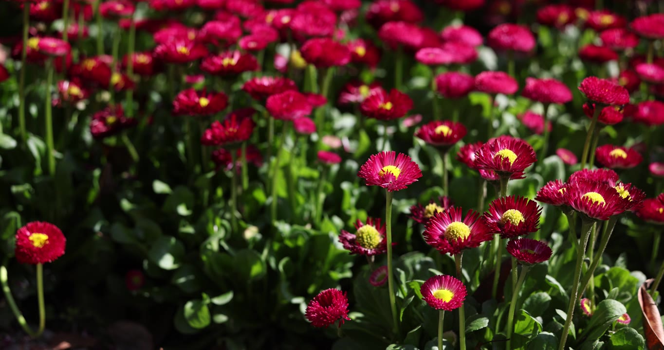 花园里的红色小菊花8K视频下载