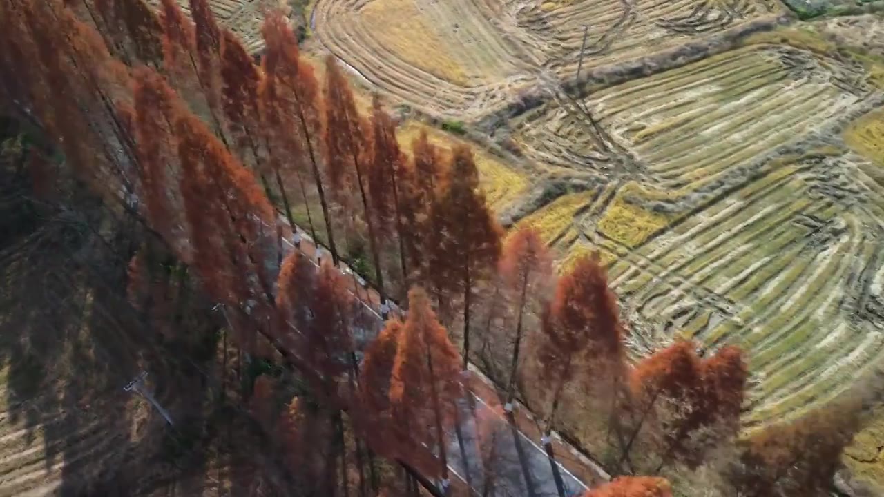 秋天水杉行道树秋色航拍多视角合集视频下载
