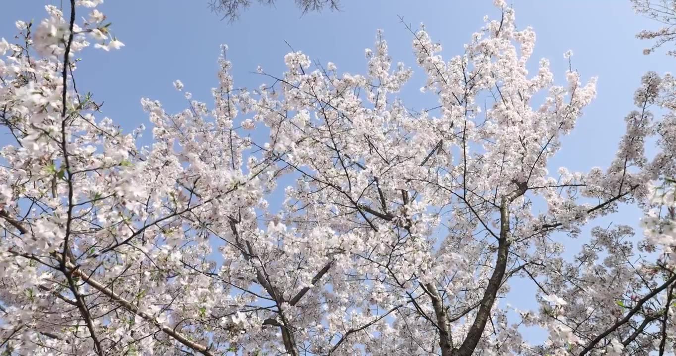 阳光下绽放的樱花4k视频素材