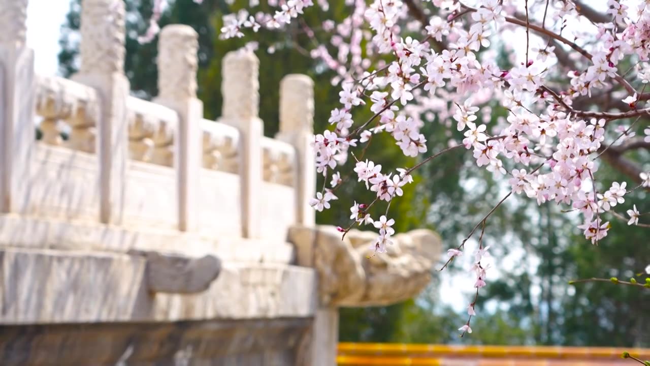 春天北京北海公园白塔汉白玉栏杆龙嘴吻兽和盛开的山桃花视频下载