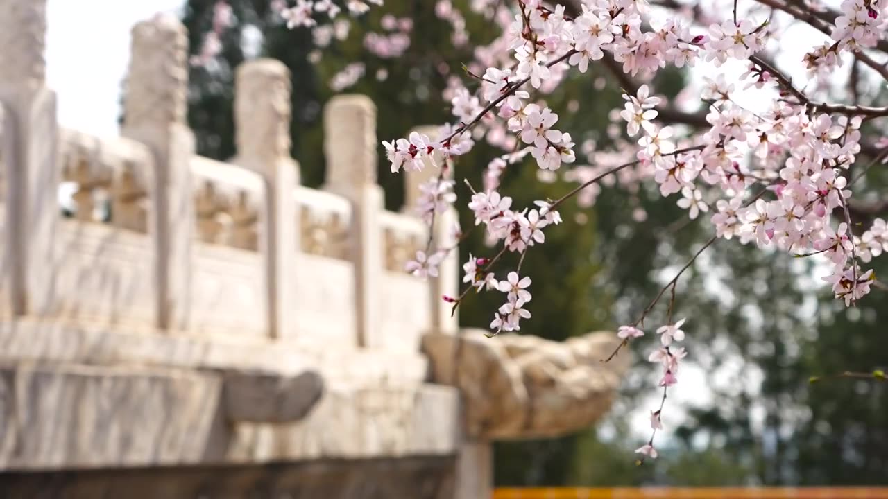 春天北京北海公园白塔汉白玉栏杆龙嘴吻兽和盛开的山桃花视频下载