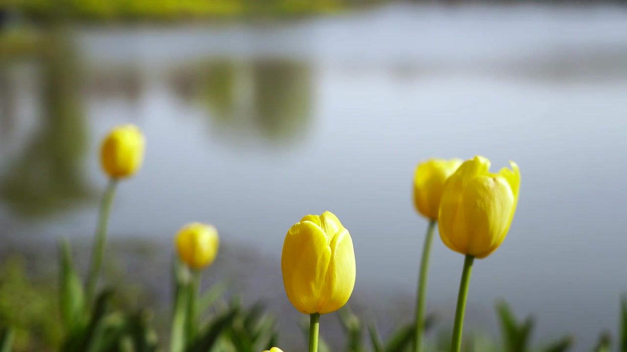 春天湖水边郁金香花朵的特写视频下载