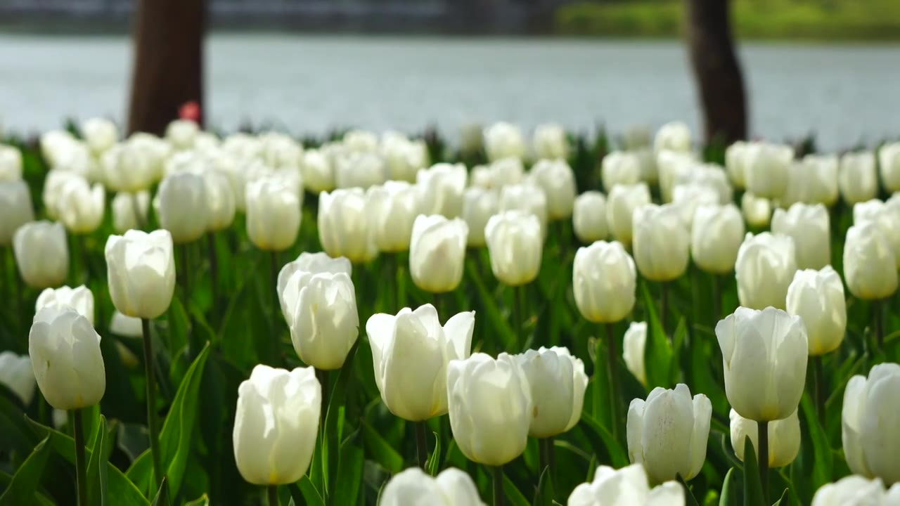春天湖水背景清新明亮的郁金香花朵视频下载