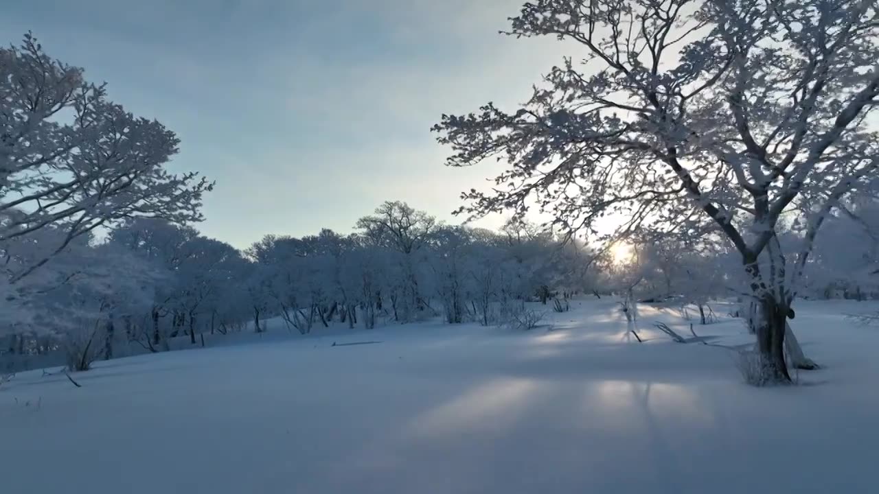 吉林省通化冬季的森林视频下载