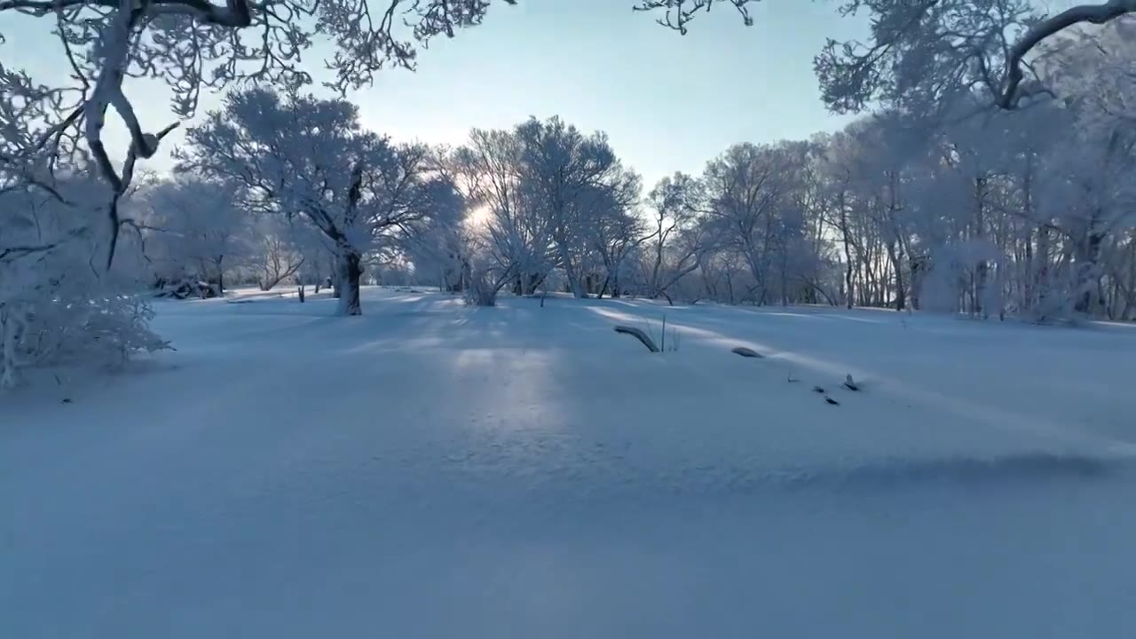 吉林省通化冬季的森林视频下载
