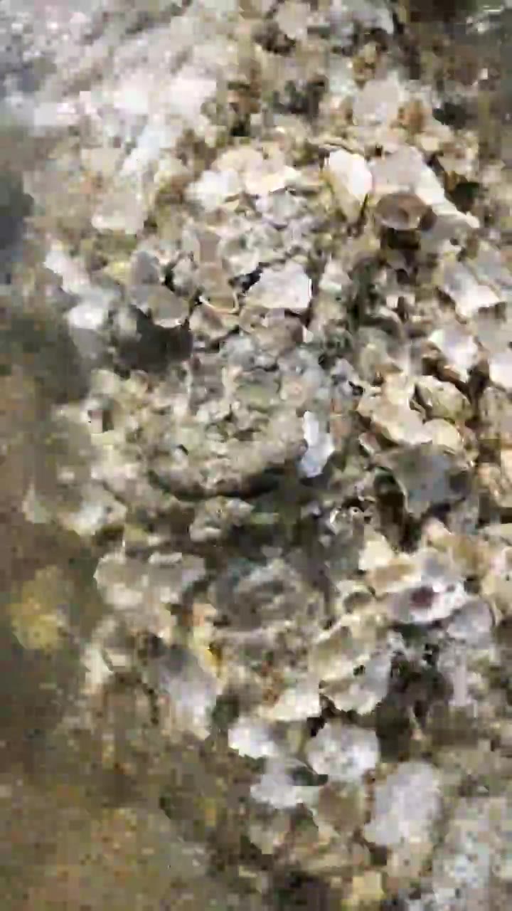 中国辽宁大连大黑石长满贝壳的礁石视频下载