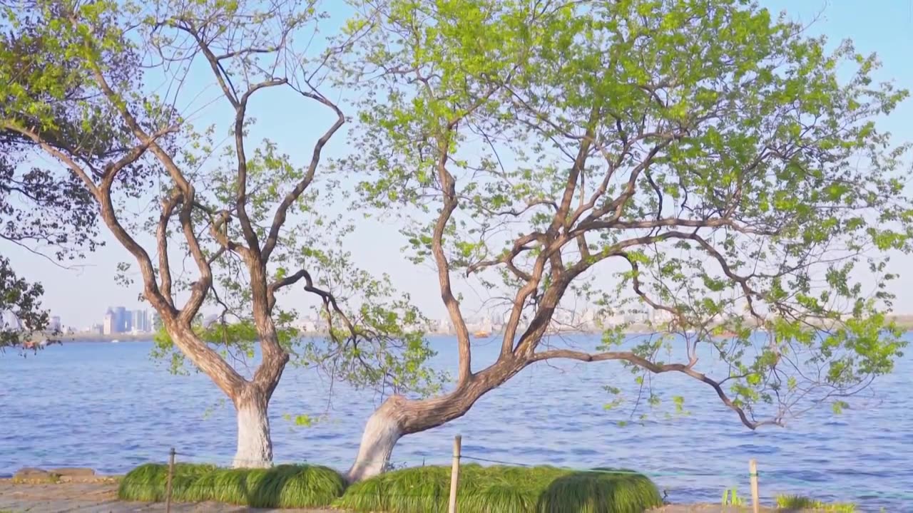 杭州西湖边的一棵树春天自然风景视频素材