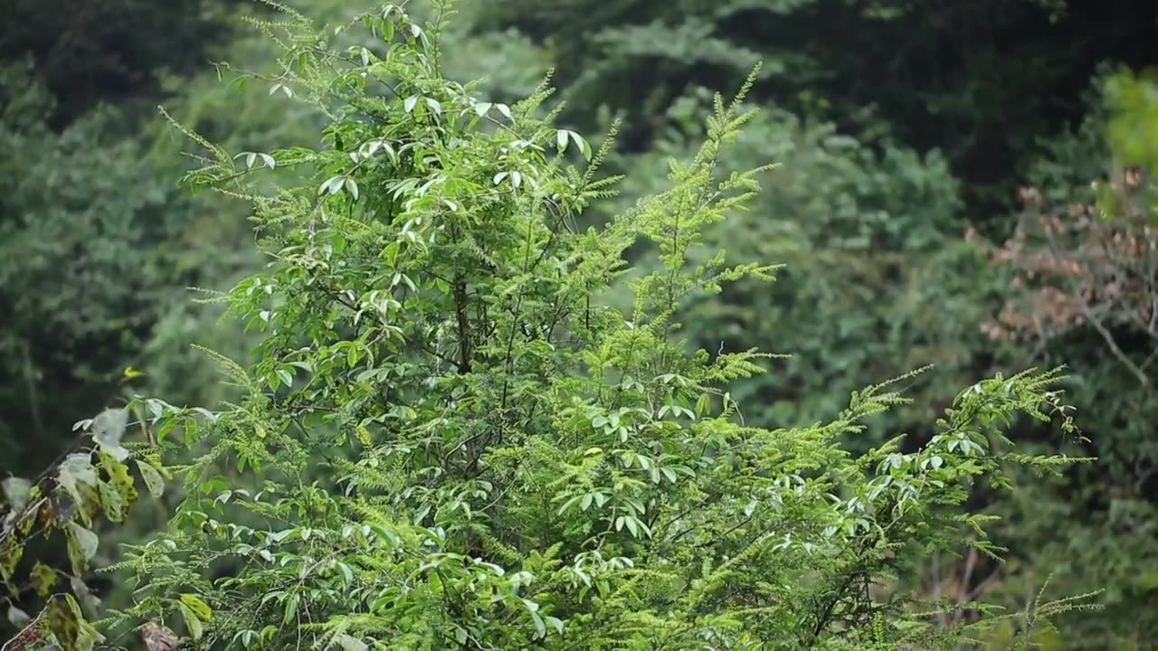 绿色植物视频下载
