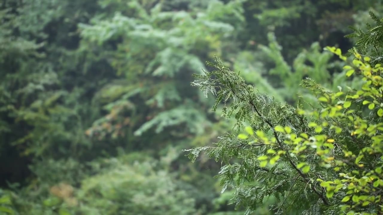 绿色植物视频下载