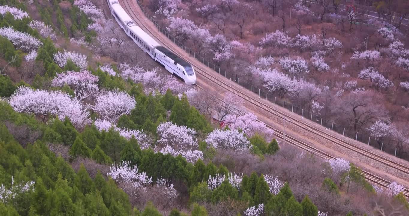 开往春天的列车,北京居庸关花海列车,山桃花和杏花花海（选编）视频下载