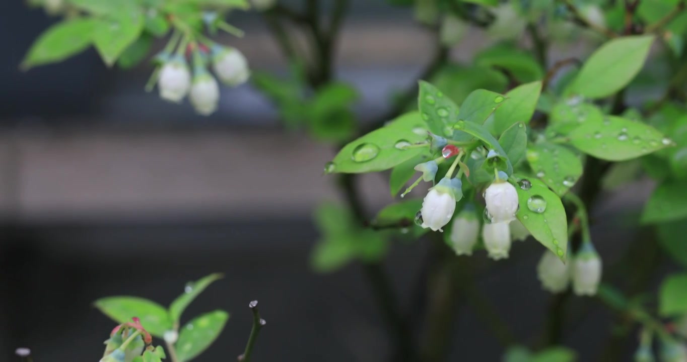 春天带雨珠的蓝莓花视频素材