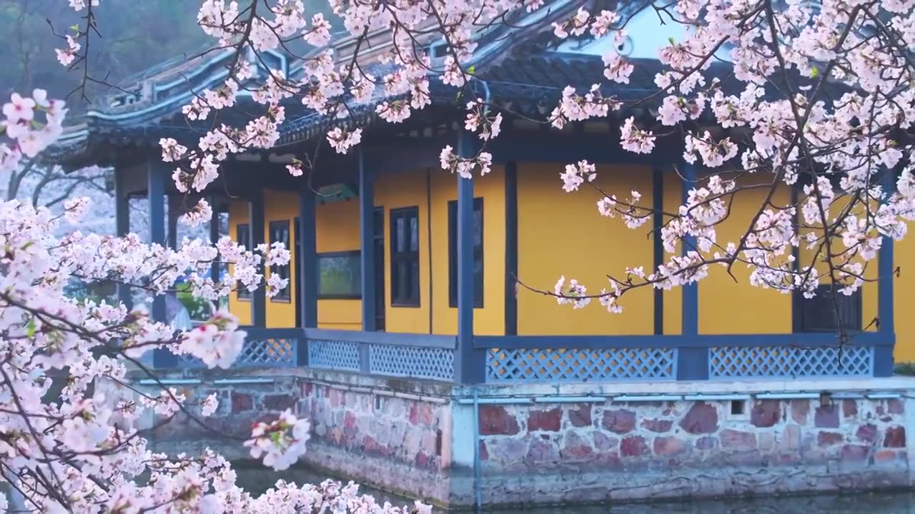 春天里的无锡太湖鼋头渚清晨樱花盛开自然风景航拍视频素材