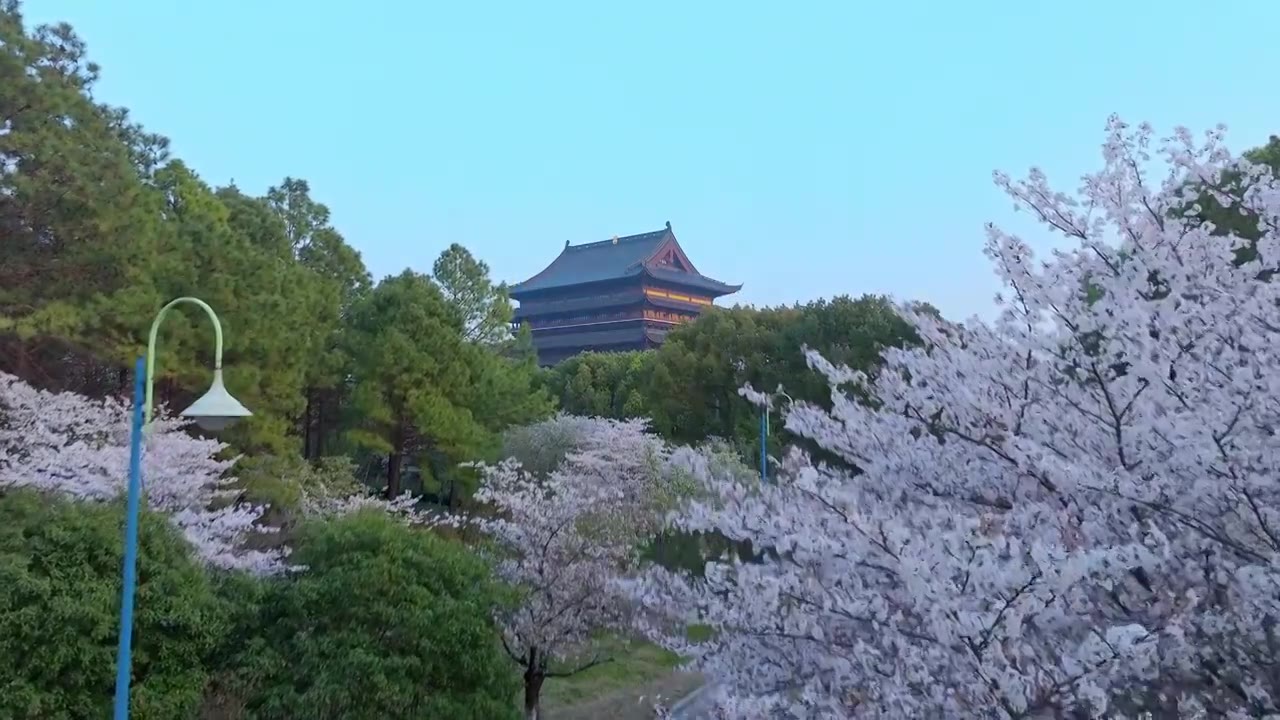 春天里的苏州工业园区阳澄湖半岛重元寺樱花盛开风景航拍视频下载