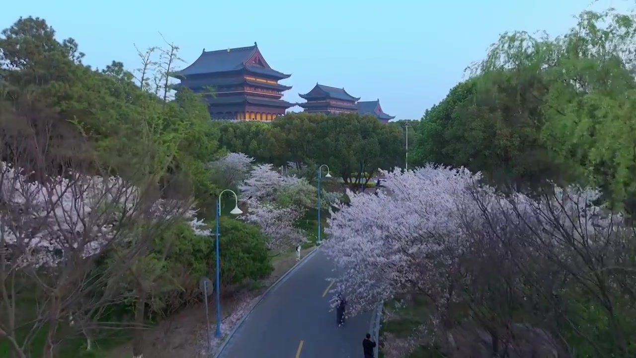 春天里的苏州工业园区阳澄湖半岛重元寺樱花盛开风景航拍视频下载