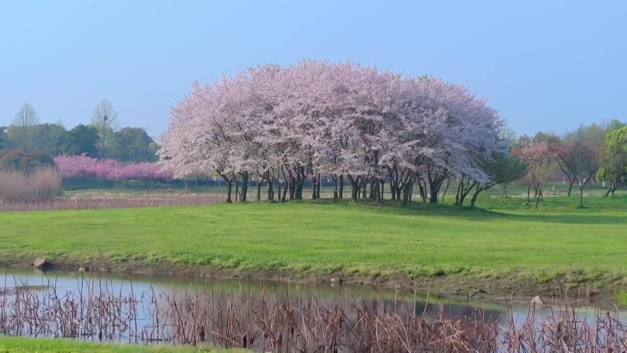 清晨苏州工业园区阳澄湖半岛旅游度假区春天樱花盛开与绿色草坪风景航拍视频下载