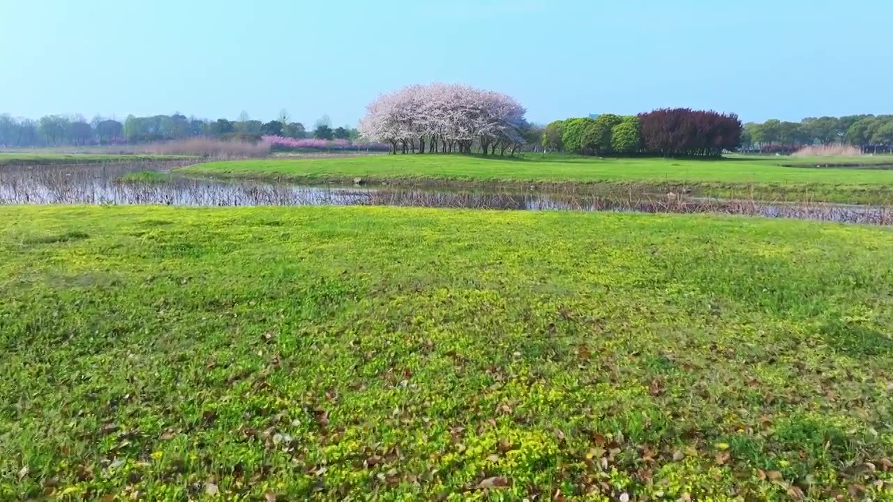 清晨苏州工业园区阳澄湖半岛旅游度假区春天樱花盛开与绿色草坪风景航拍视频下载