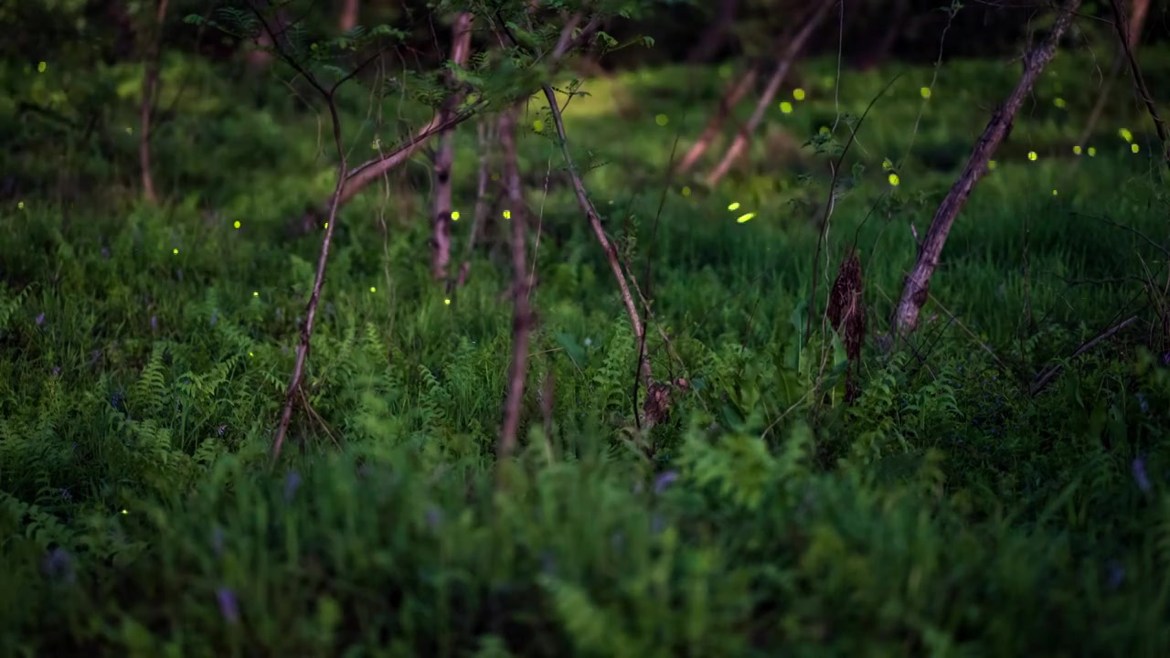 丽水九龙湿地公园萤火虫（合集）视频素材
