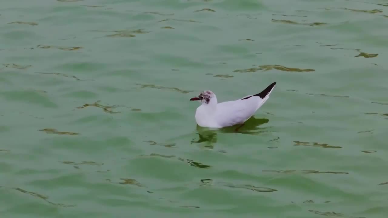 大海 海鸥 远方 升格拍摄视频下载