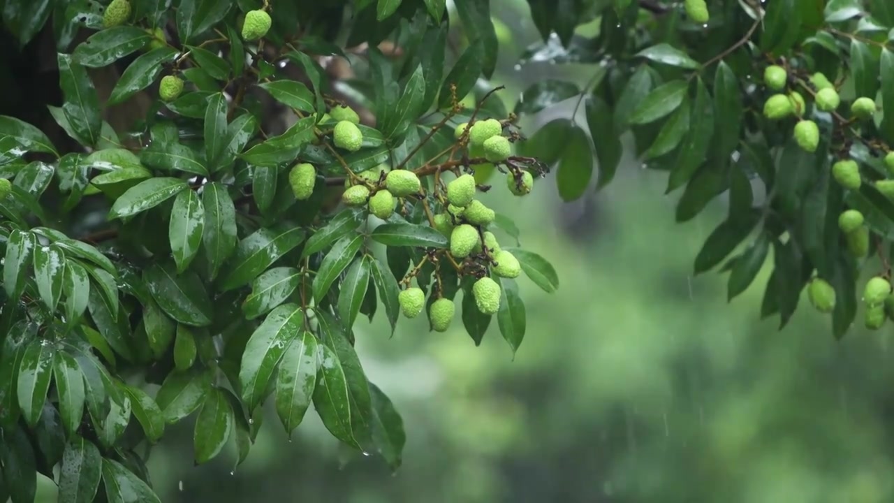 雨落在荔枝树上视频下载