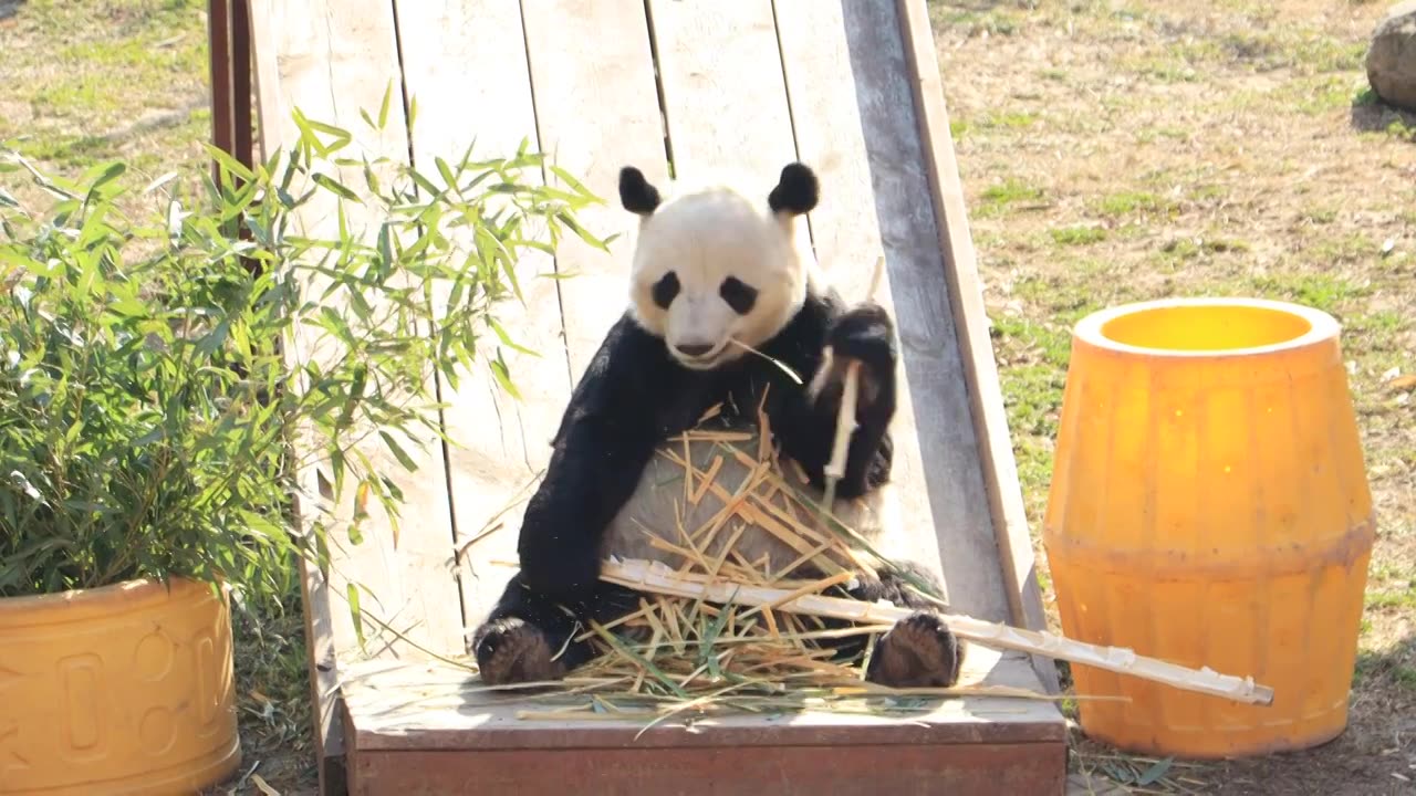 盐城大丰港动物园熊猫吃竹子视频下载