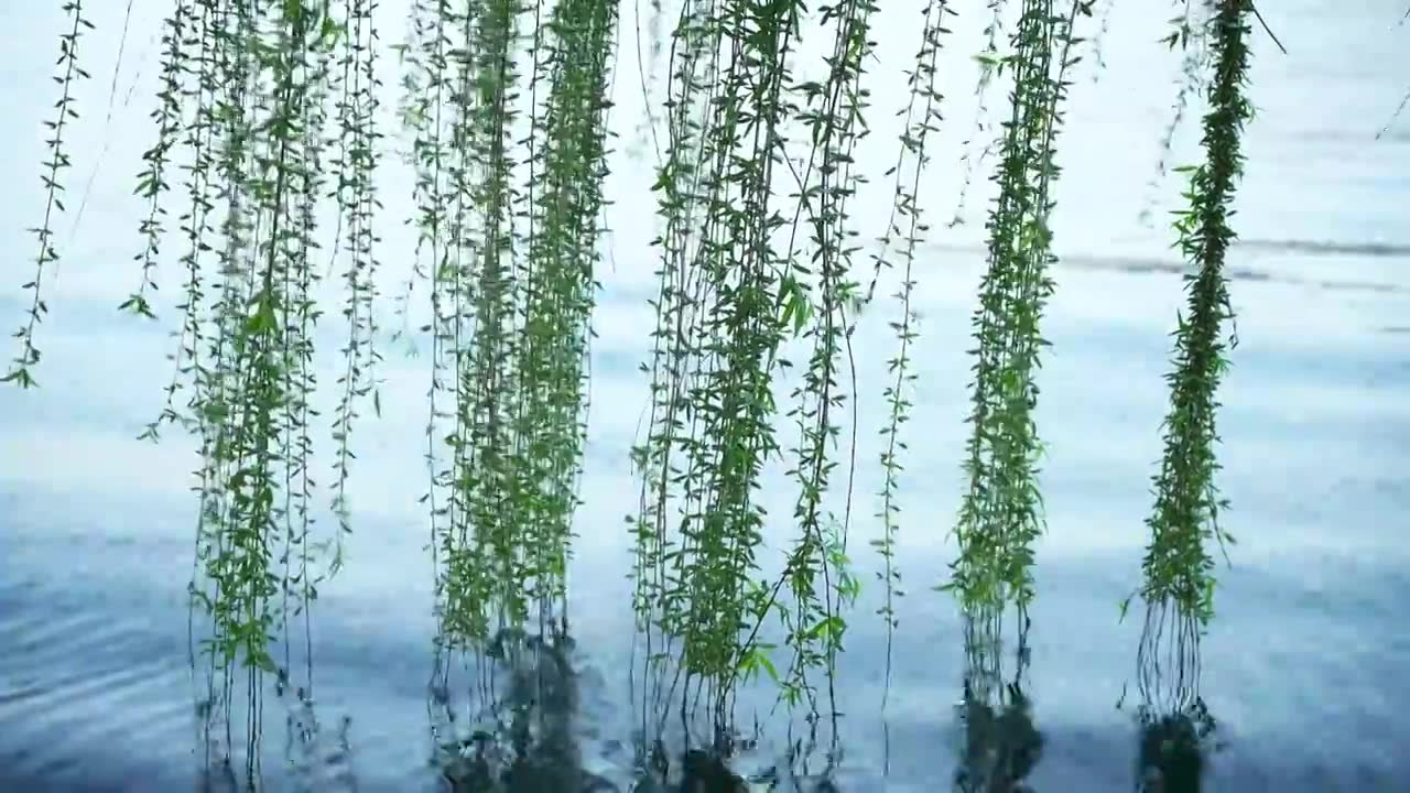 春天南京玄武湖边的柳树柳枝柳叶视频下载