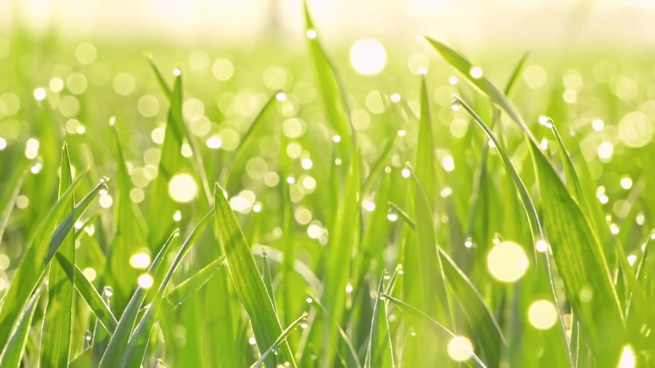 早晨阳光下的小草绿叶露水露珠视频素材